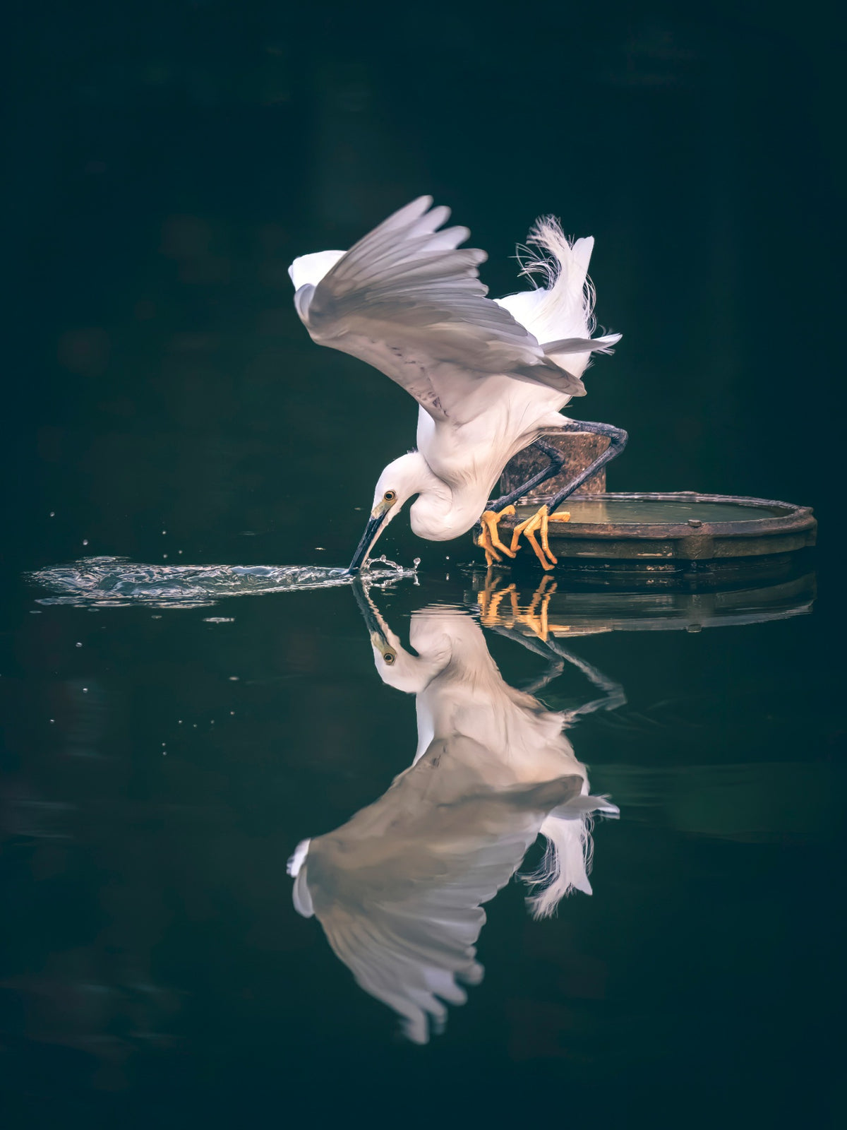 Aigrette blanche aux ailes relevées touchant l’eau de son bec, avec son reflet dans l’eau bleu-vert à Bangkok.